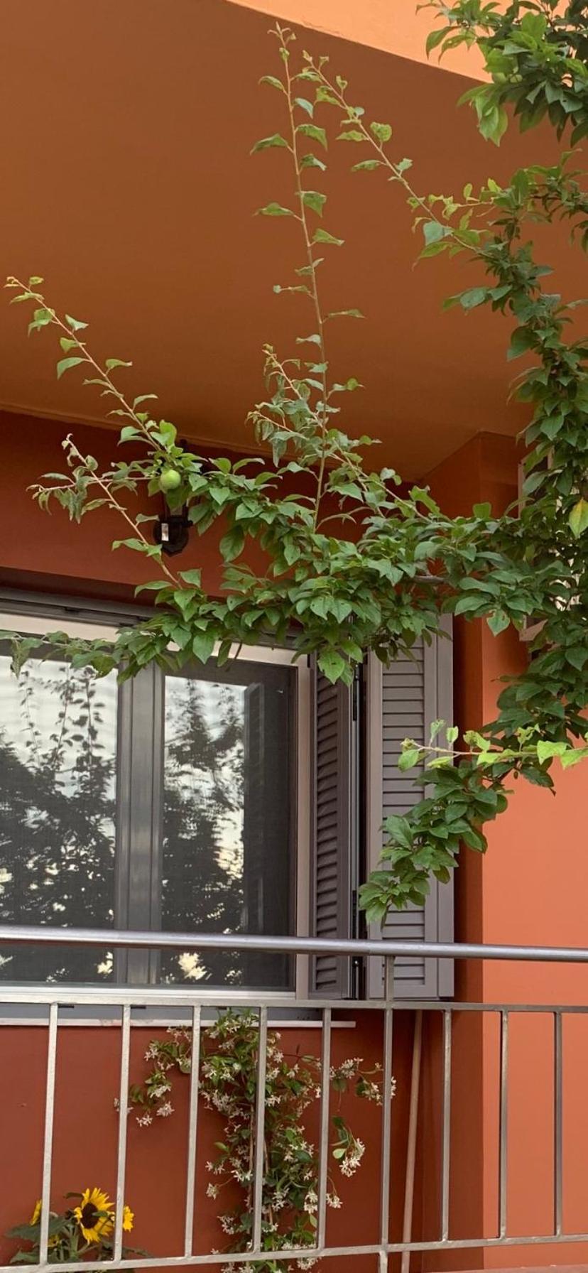 Kalligoni Lefkas Apartment מראה חיצוני תמונה
